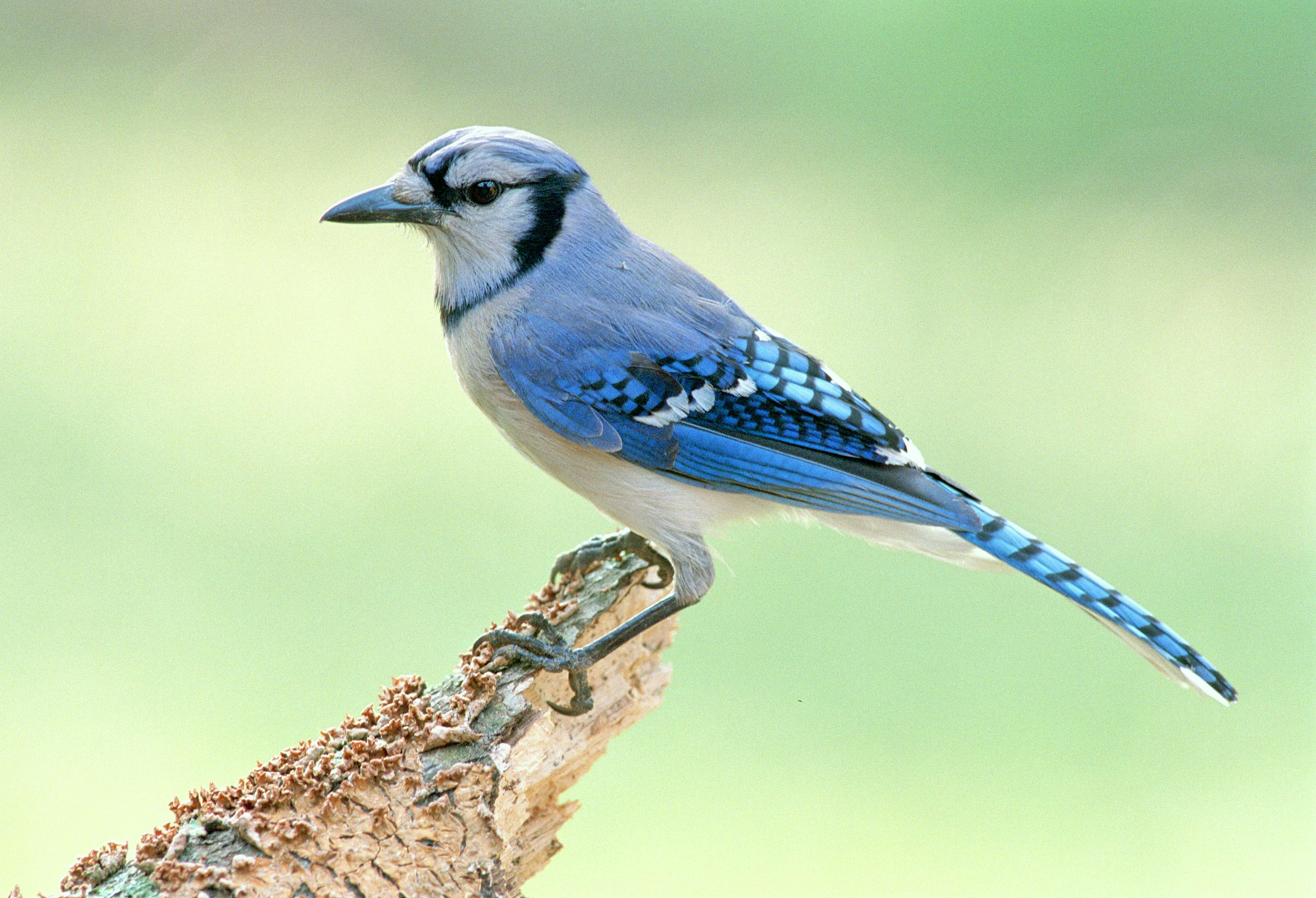 Blue Jay [Extended Version]
