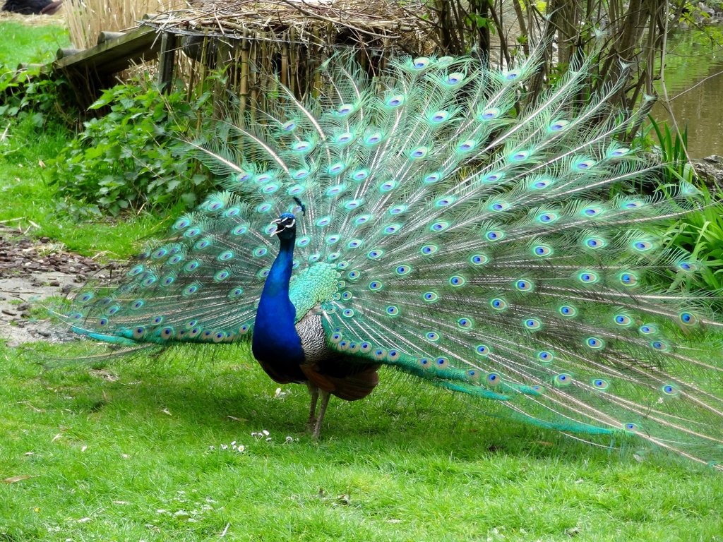 Top 10 Most Beautiful Birds In The World  Mill Door Makes
