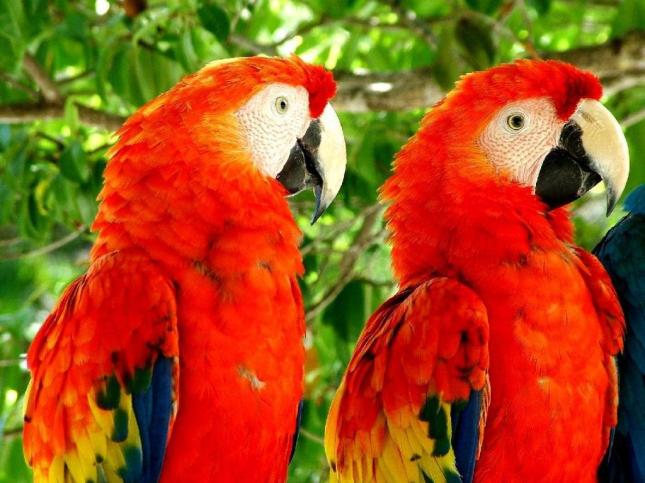 Scarlet-Macaw-Parrot
